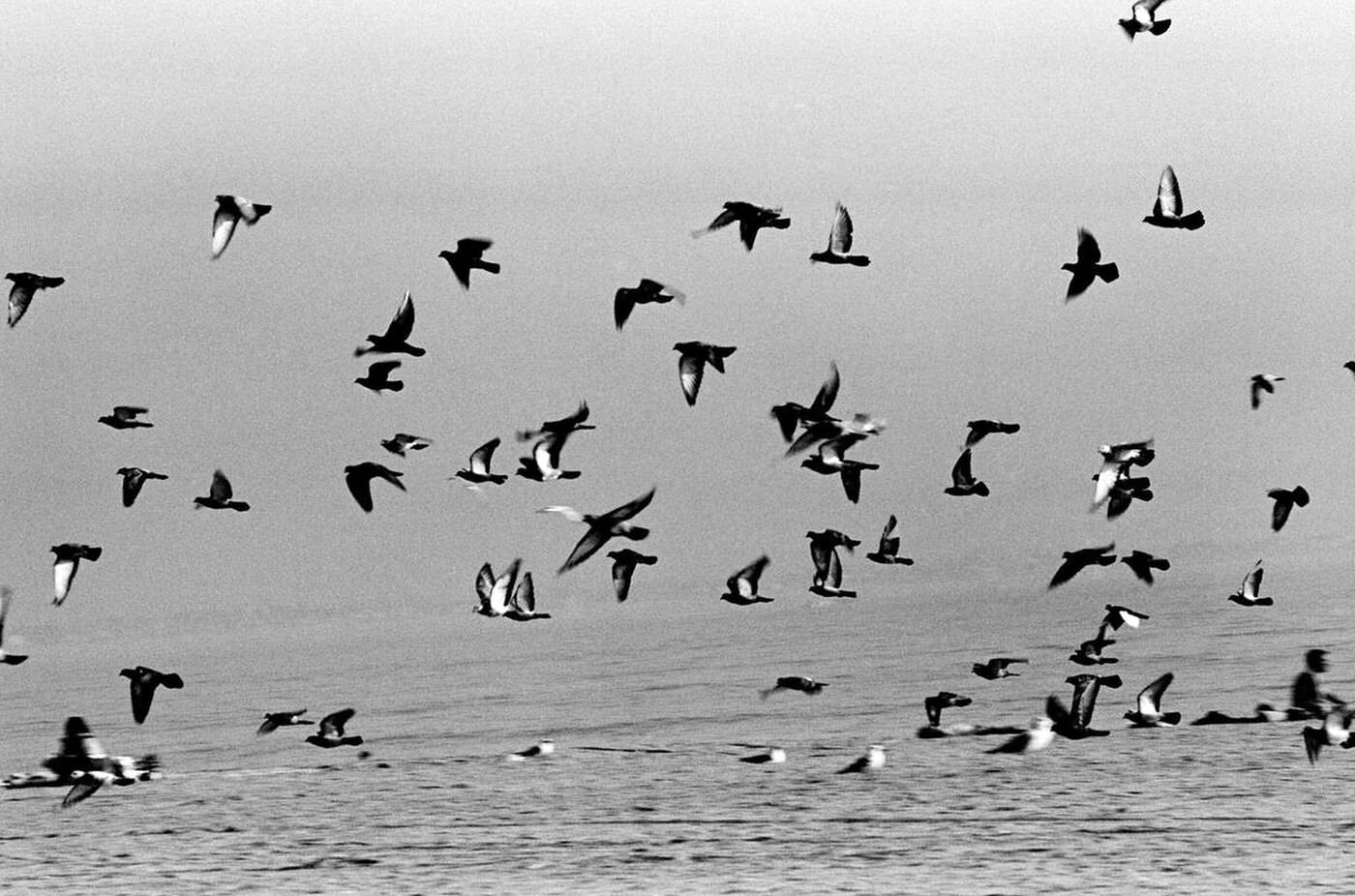Inhabitants, Brighton Beach, 1987.