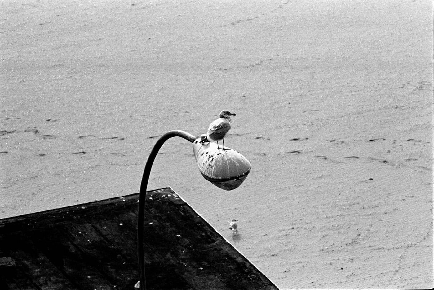 Inhabitant Overlooking Brighton Beach, 1987.