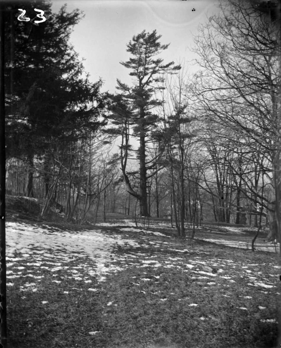 Woods With Light Snow In Bronx Park, Bronx, 1902.