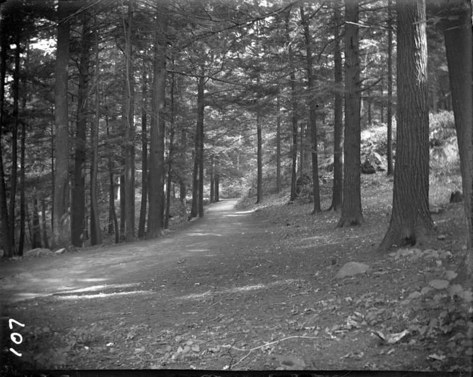 Wooded Path In Bronx Park, Bronx, 1903.