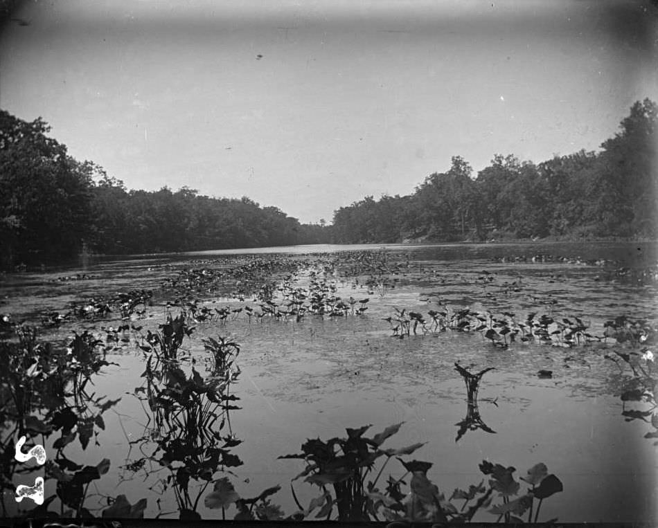 Bronx River With Water Lilies, Bronx Park, Bronx, 1890S.