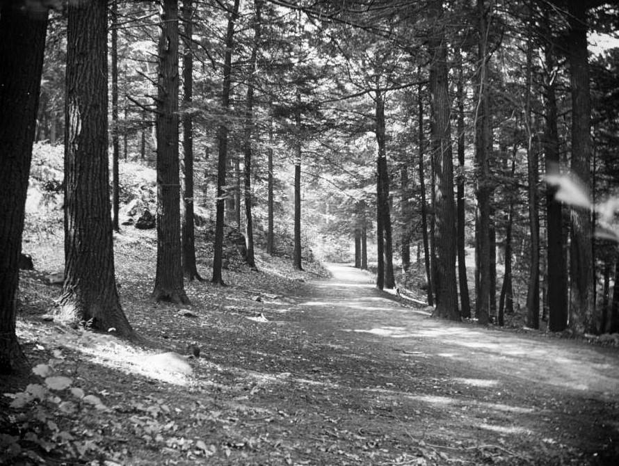 Wooded Path, Bronx Park, Bronx, 1890S.
