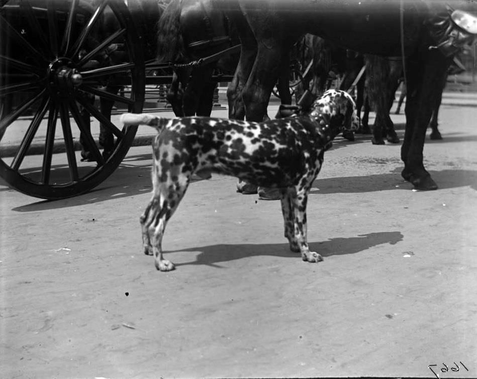 Spot The Dog, Second Battery Mascot, In A Decoration Day Parade, 1900.