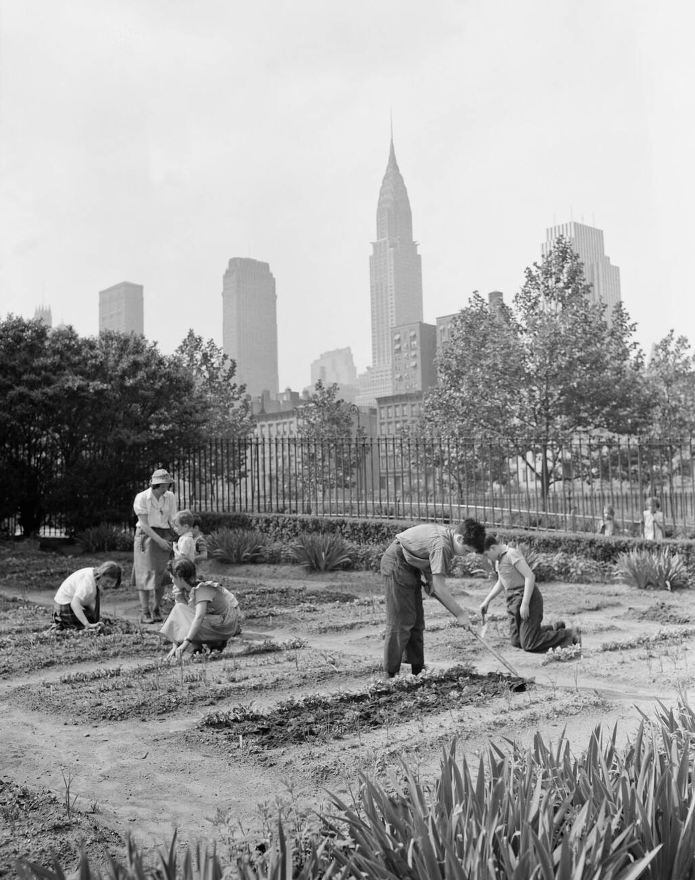 Children Working In School Victory Garden, First Avenue Between Thirty-Fifth And Thirty-Sixth Streets, 1944.