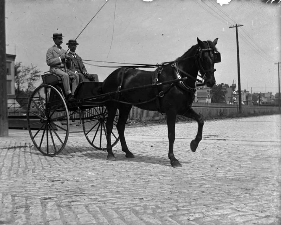 Two Men In A Horse Buggy, Bronx, Ca. 1910.