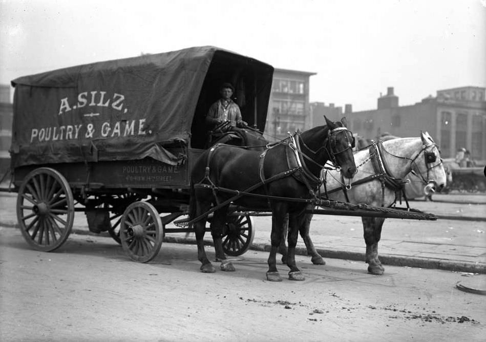 Delivery Cart For A. Silz Poultry And Game, Ca. 1910.