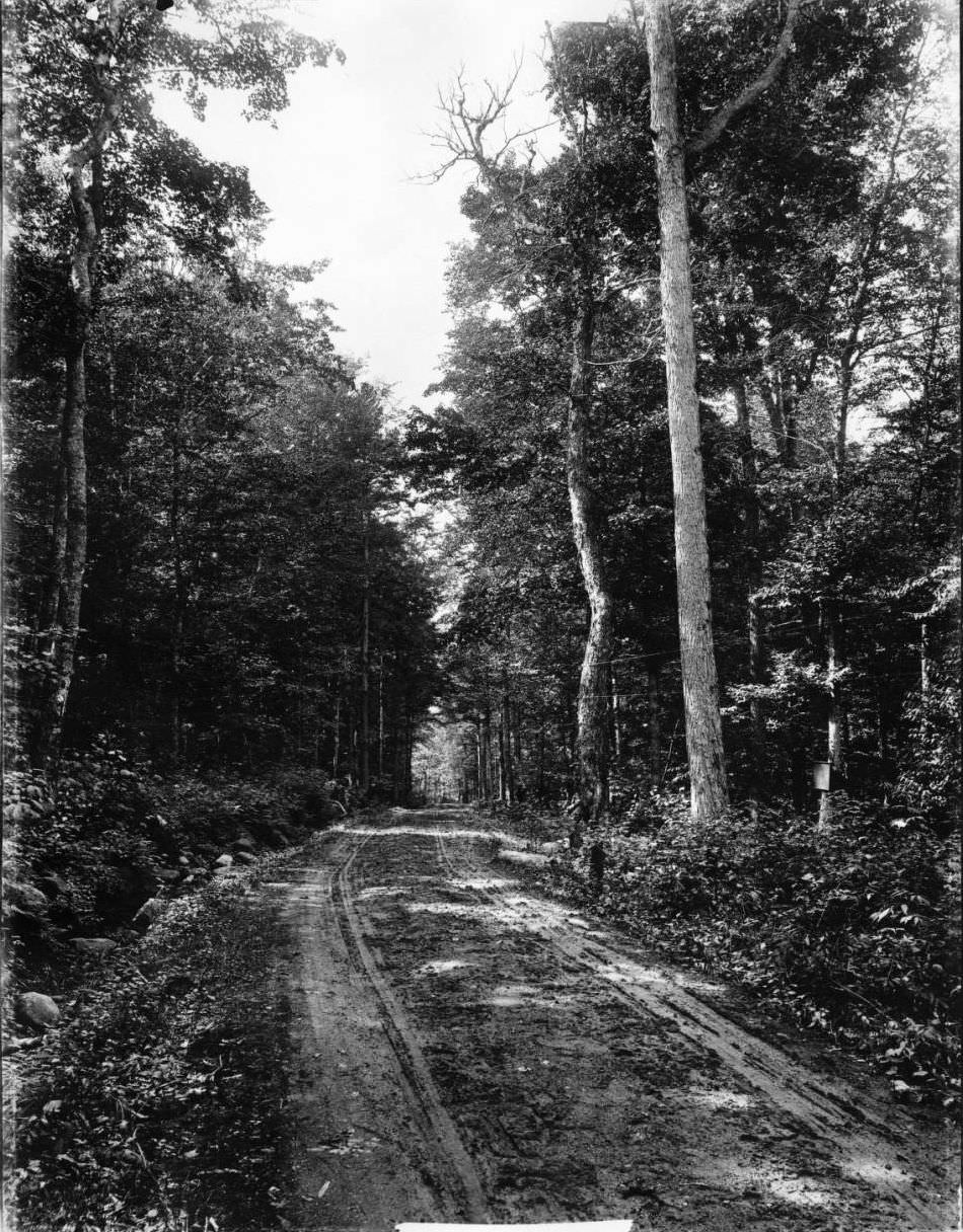 Road Through The Forest To Camp Kill Kane, Staten Island.