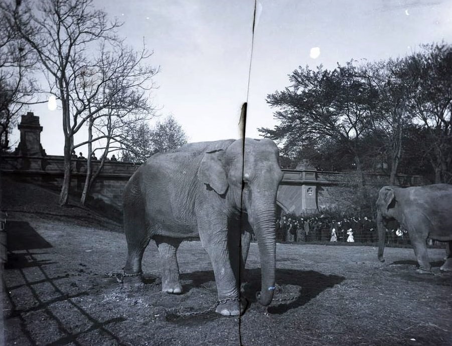 Elephants, Central Park, New York City.