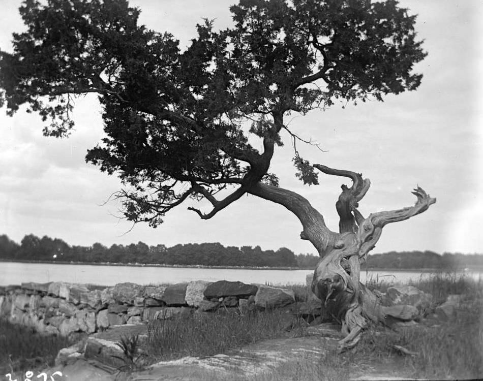 Windswept Tree And Dry Stone Wall, Pelham Bay Park Or City Island, Bronx, 1900S.