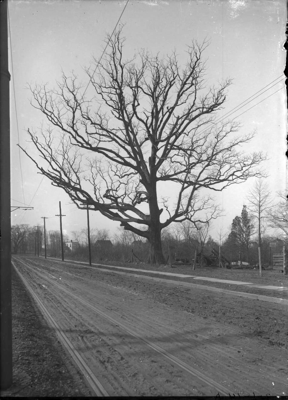 The Spy Oak, Middletown Road Near Pelham Bay, Bronx, New York City.