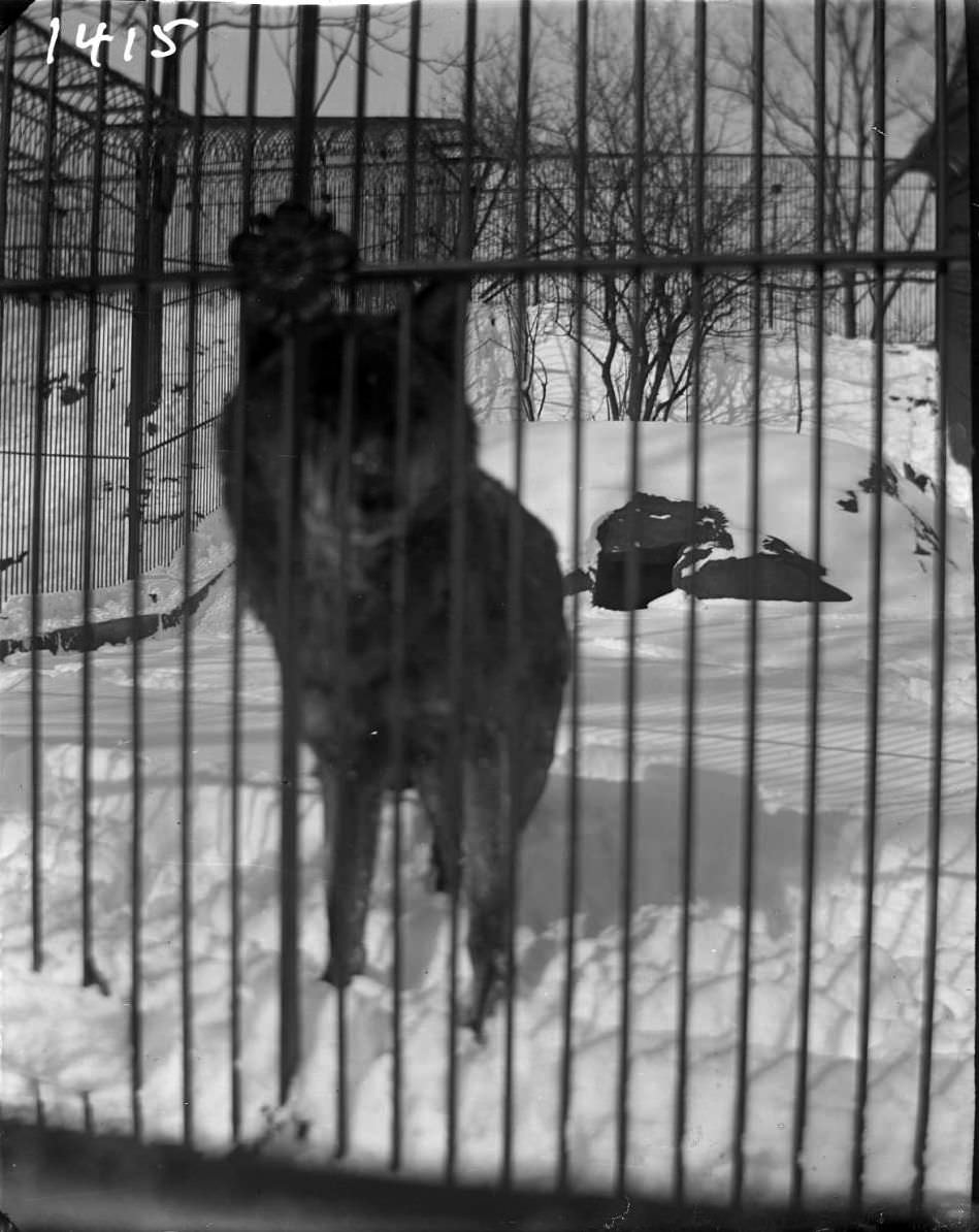 Wolf In Snow At The New York Zoological Gardens, Bronx, 1890S.