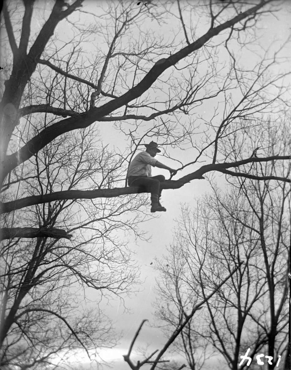 Man Trimming Branches In A Tree At The New York Zoological Gardens, Bronx, 1890S.