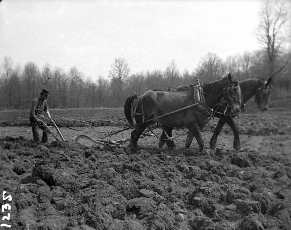 Plowing A Field With A Team Of Horses At The New York Zoological Gardens, Bronx, 1890S.