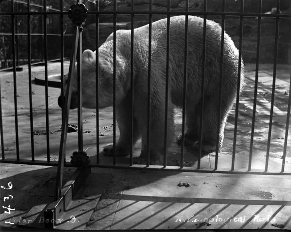 Polar Bear At The New York Zoological Gardens, Bronx, 1890S.