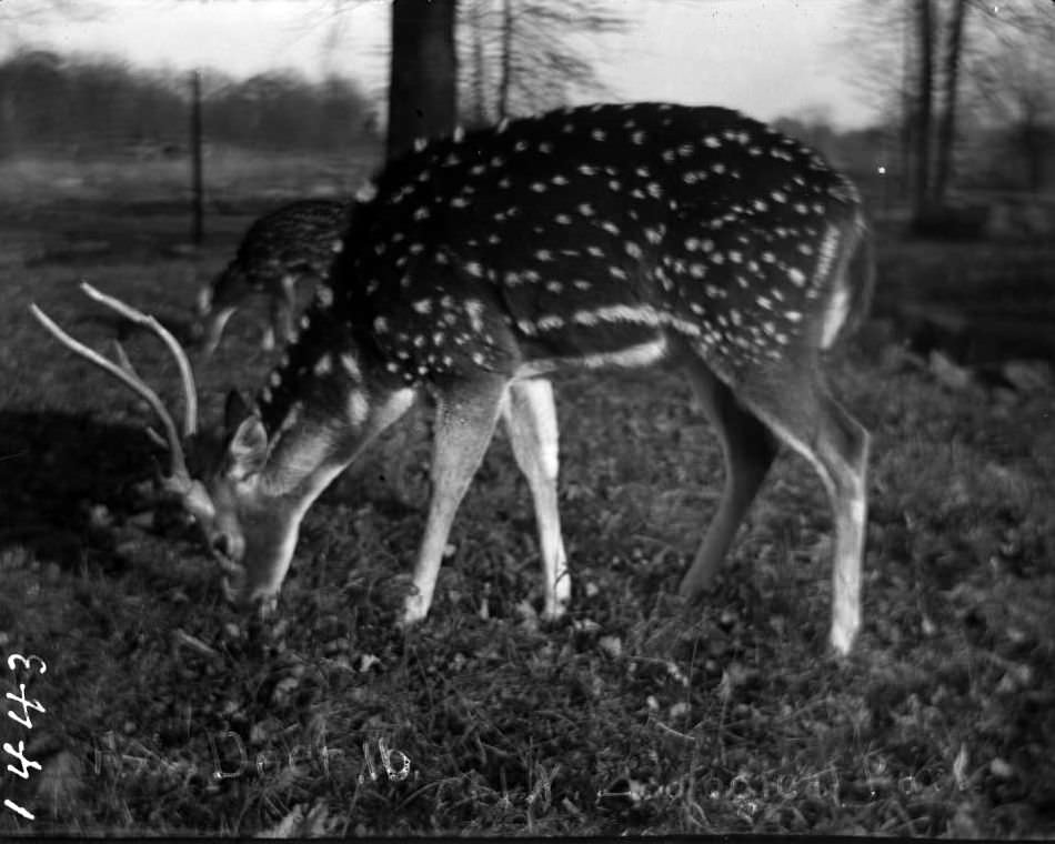 Axis Deer At The New York Zoological Gardens, Bronx, 1890S.