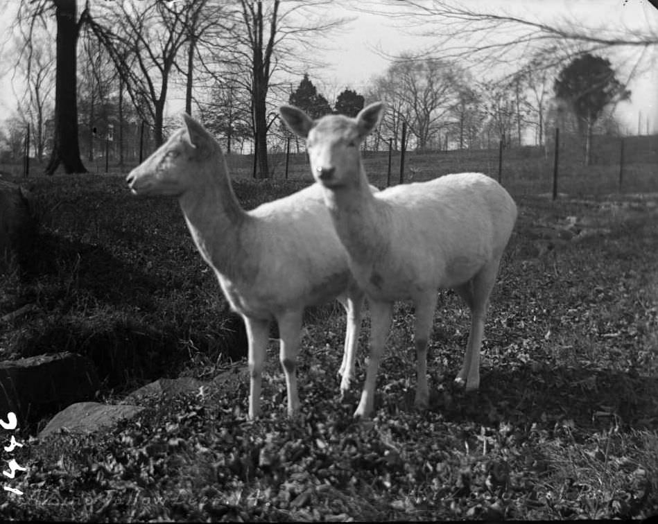 Albino Fallow Deer At The New York Zoological Gardens, Bronx, 1890S.