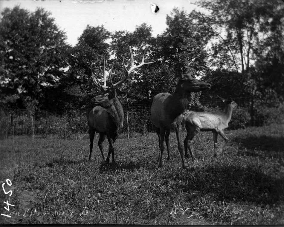 Elk Group At The New York Zoological Gardens, Bronx, 1890S.