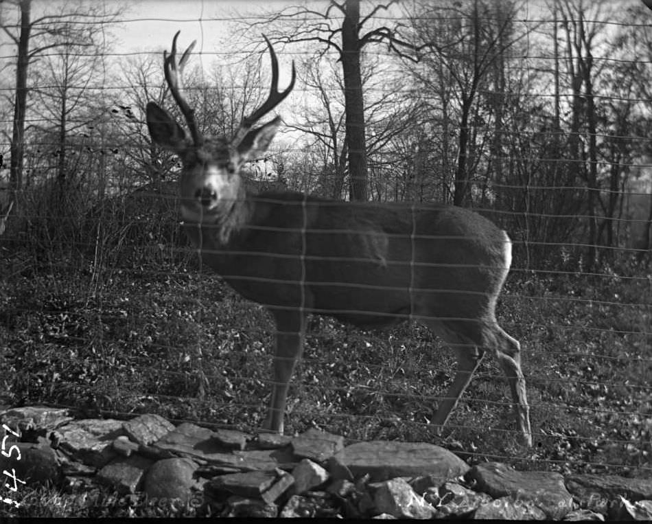 Young Mule Deer At The New York Zoological Gardens, Bronx, 1890S.