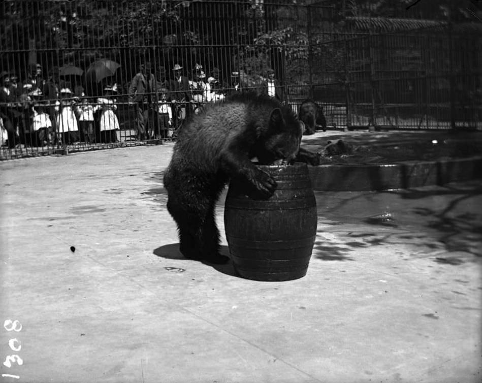 Bears In Their Cage, With Crowds Watching, At The New York Zoological Gardens, Bronx, 1890S.