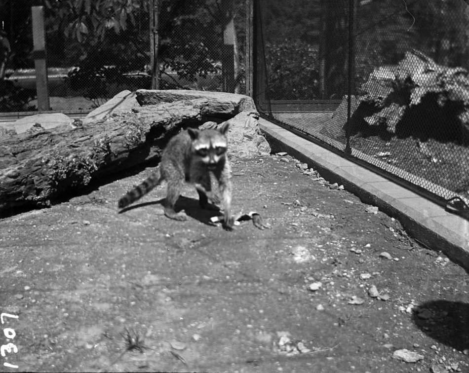 Raccoon In Cage At The New York Zoological Gardens, Bronx, 1890S.