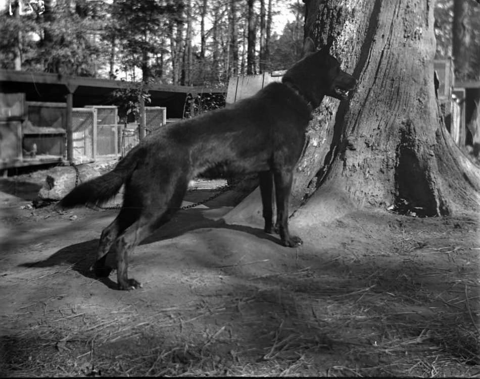 Wolf Chained To A Log At The New York Zoological Gardens, Bronx, 1890S.