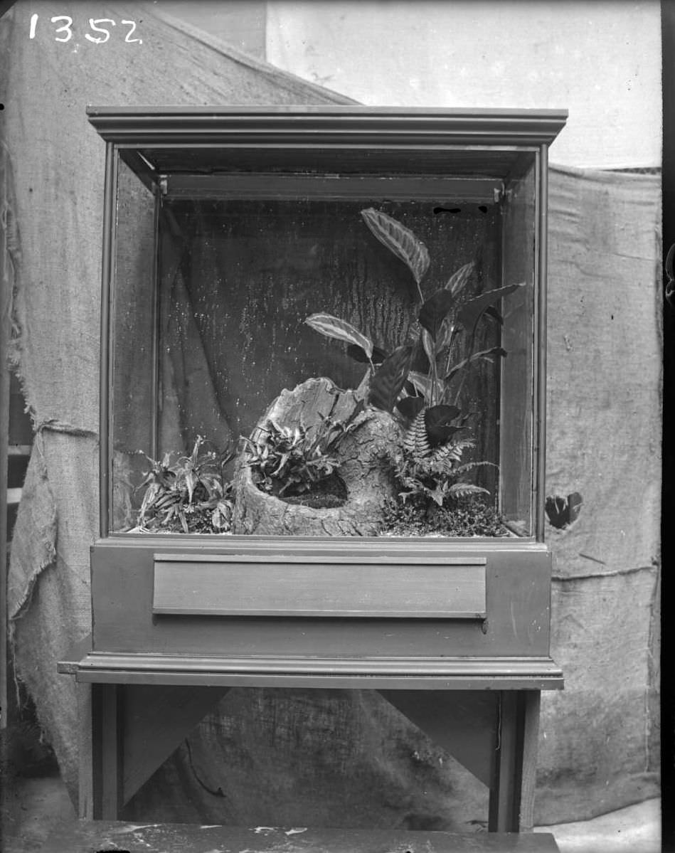 Plants In A Glass Display Case At The New York Zoological Gardens, Bronx, 1890S.