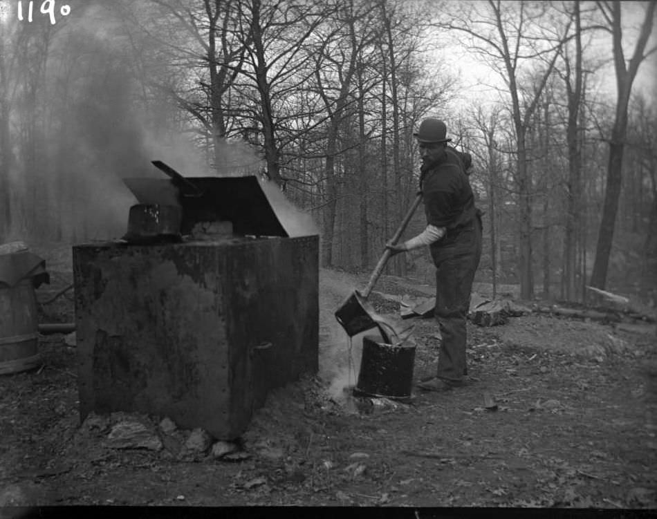 Man Pouring Tar At The New York Zoological Gardens, Bronx, 1890S.