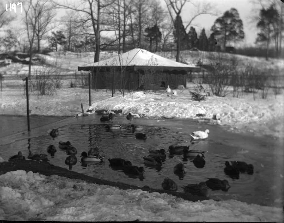 Ducks And Geese At The New York Zoological Gardens, Bronx, 1890S.