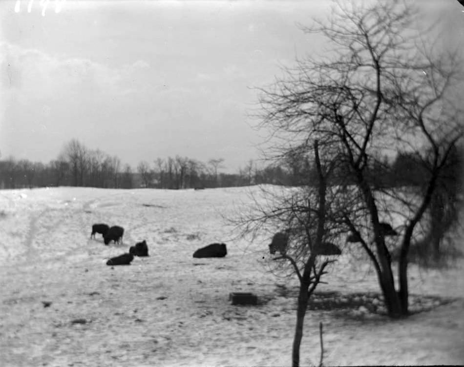Bison In Snow At The New York Zoological Gardens, Bronx, 1890S.