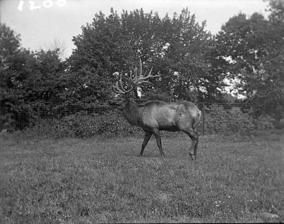 American Elk At The New York Zoological Gardens, Bronx, 1890S.