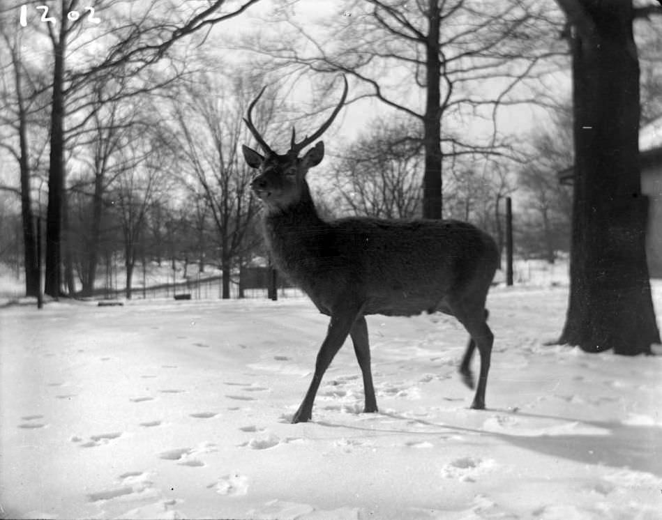 Deer In Snow At The New York Zoological Gardens, Bronx, 1890S.