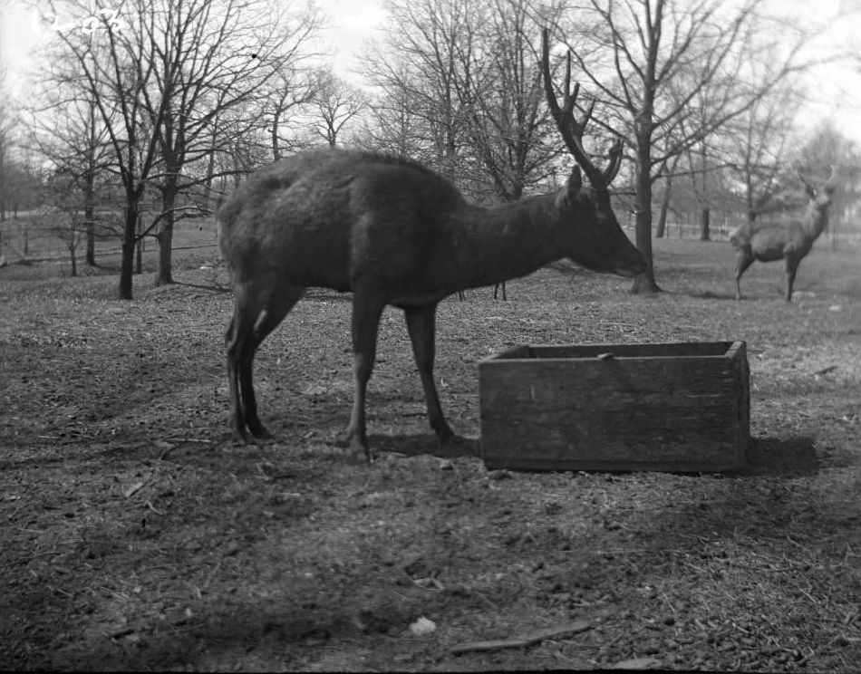 Deer At Feed Box At The New York Zoological Gardens, Bronx, 1890S.