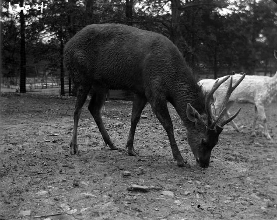Southeast Asian Deer At The New York Zoological Gardens, Bronx, 1890S.