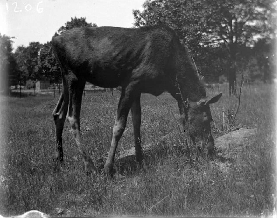 Juvenile Moose At The New York Zoological Gardens, Bronx, 1890S.