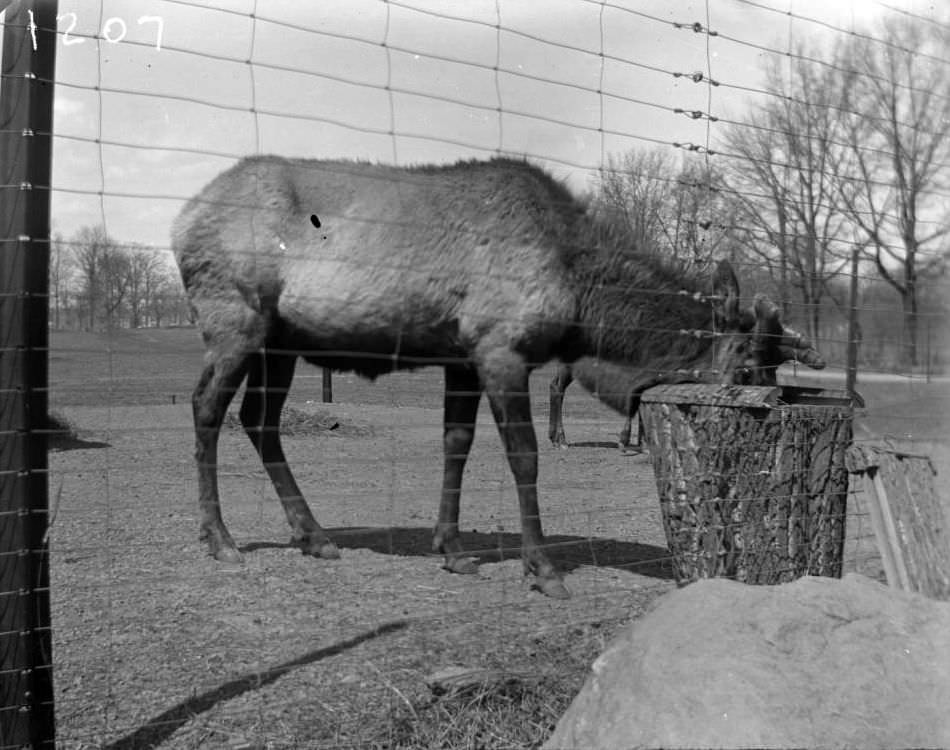 American Elk At The New York Zoological Gardens, Bronx, 1890S.