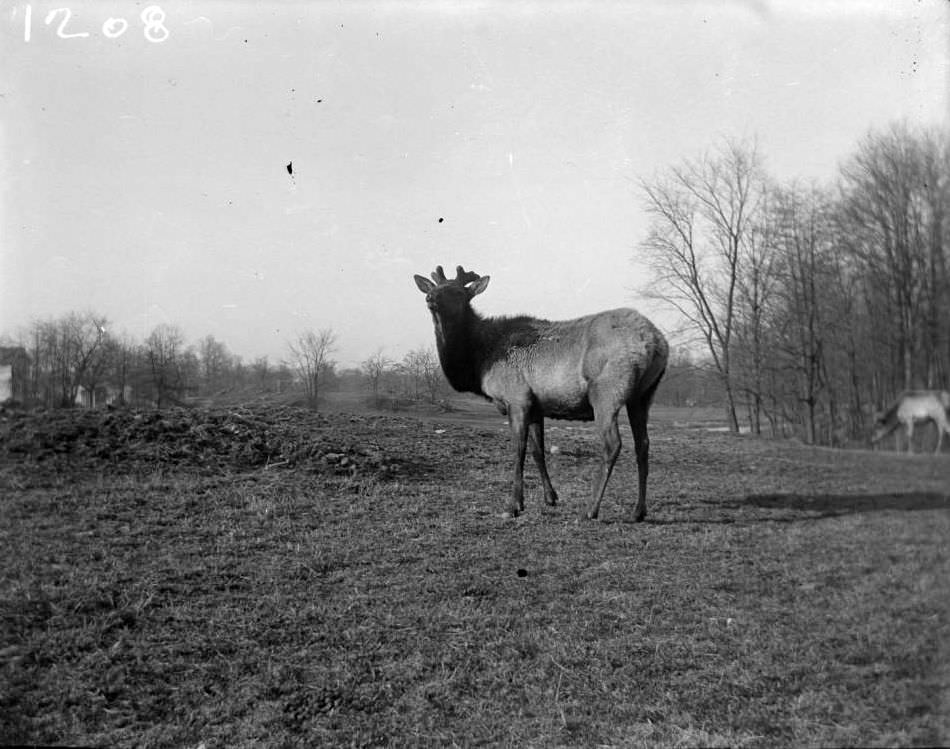 American Elk At The New York Zoological Gardens, Bronx, 1890S.