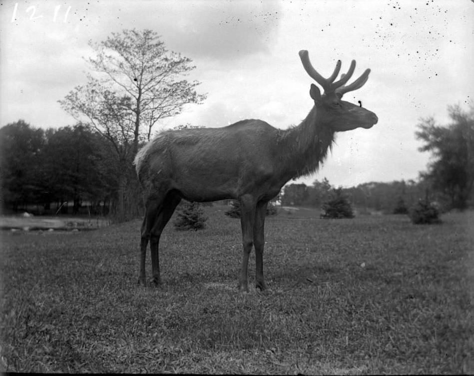 Juvenile Caribou At The New York Zoological Gardens, Bronx, 1890S.
