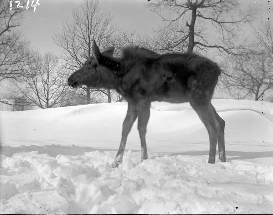 Juvenile Moose In Snow At The New York Zoological Gardens, Bronx, 1890S.