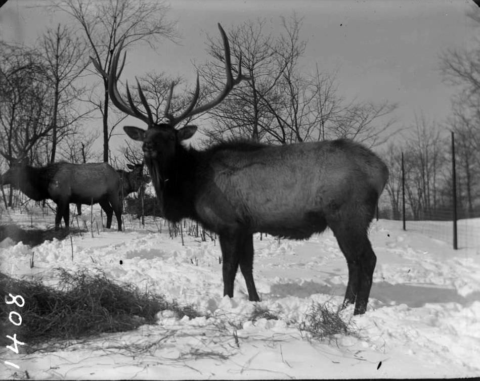 Elk In Snow At The New York Zoological Gardens, Bronx, 1890S.