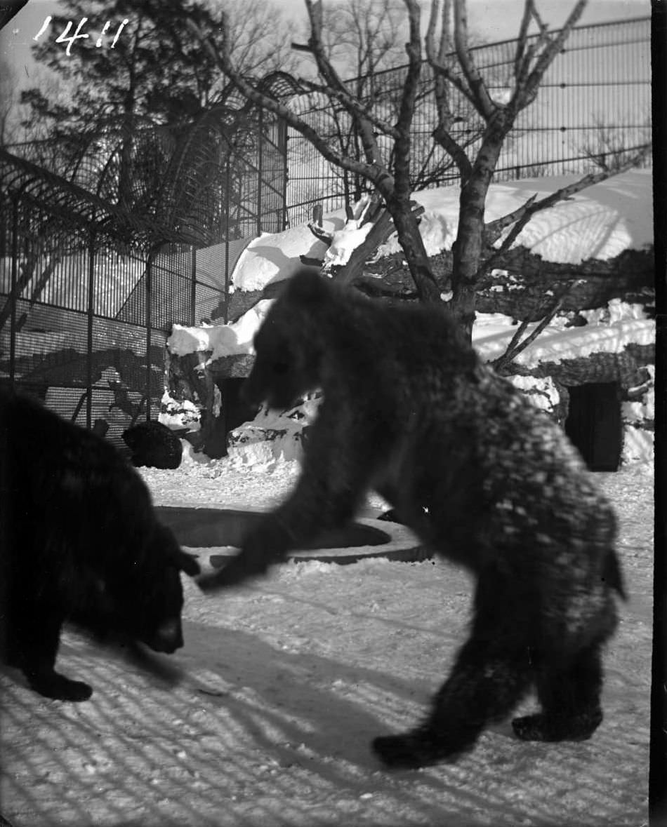 Bears In A Snowy Enclosure At The New York Zoological Gardens, Bronx, 1890S.