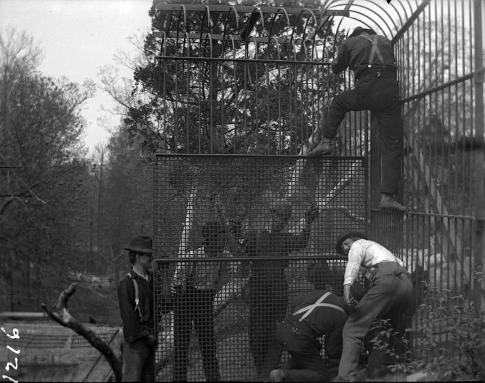 Building Animal Cages At The New York Zoological Gardens, Bronx, 1890S.