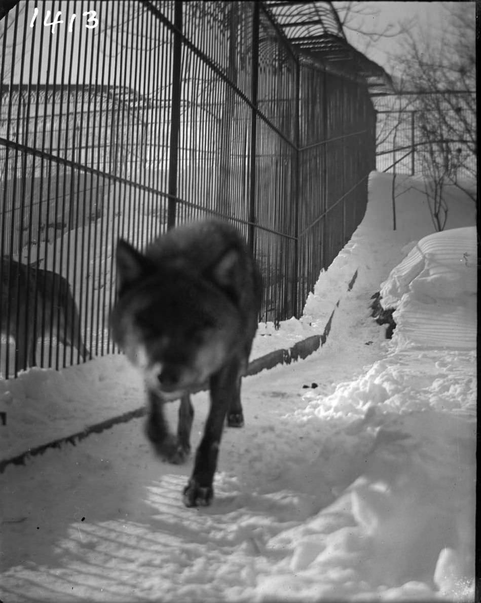 Wolf In Snow At The New York Zoological Gardens, Bronx, 1890S.