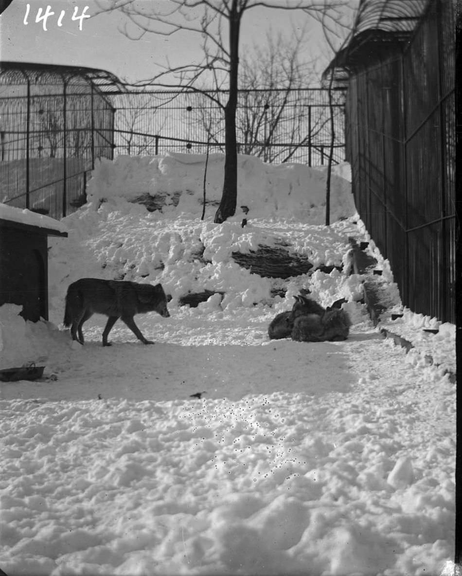 Wolves In Snow At The New York Zoological Gardens, Bronx, 1890S.