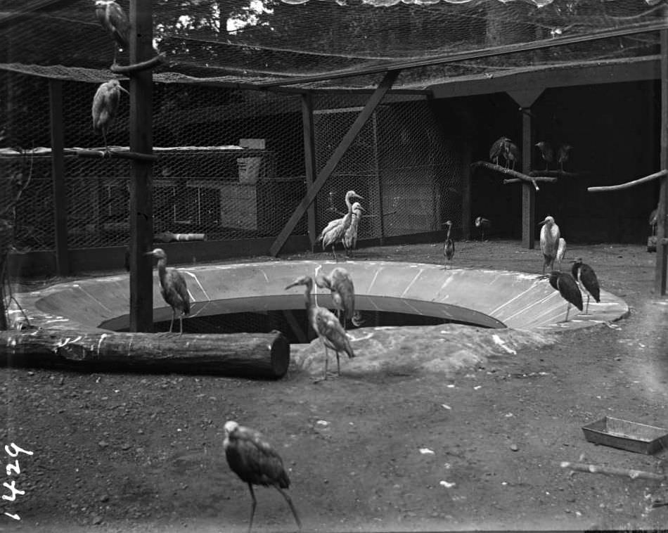 Heron Enclosure At The New York Zoological Gardens, Bronx, 1890S.