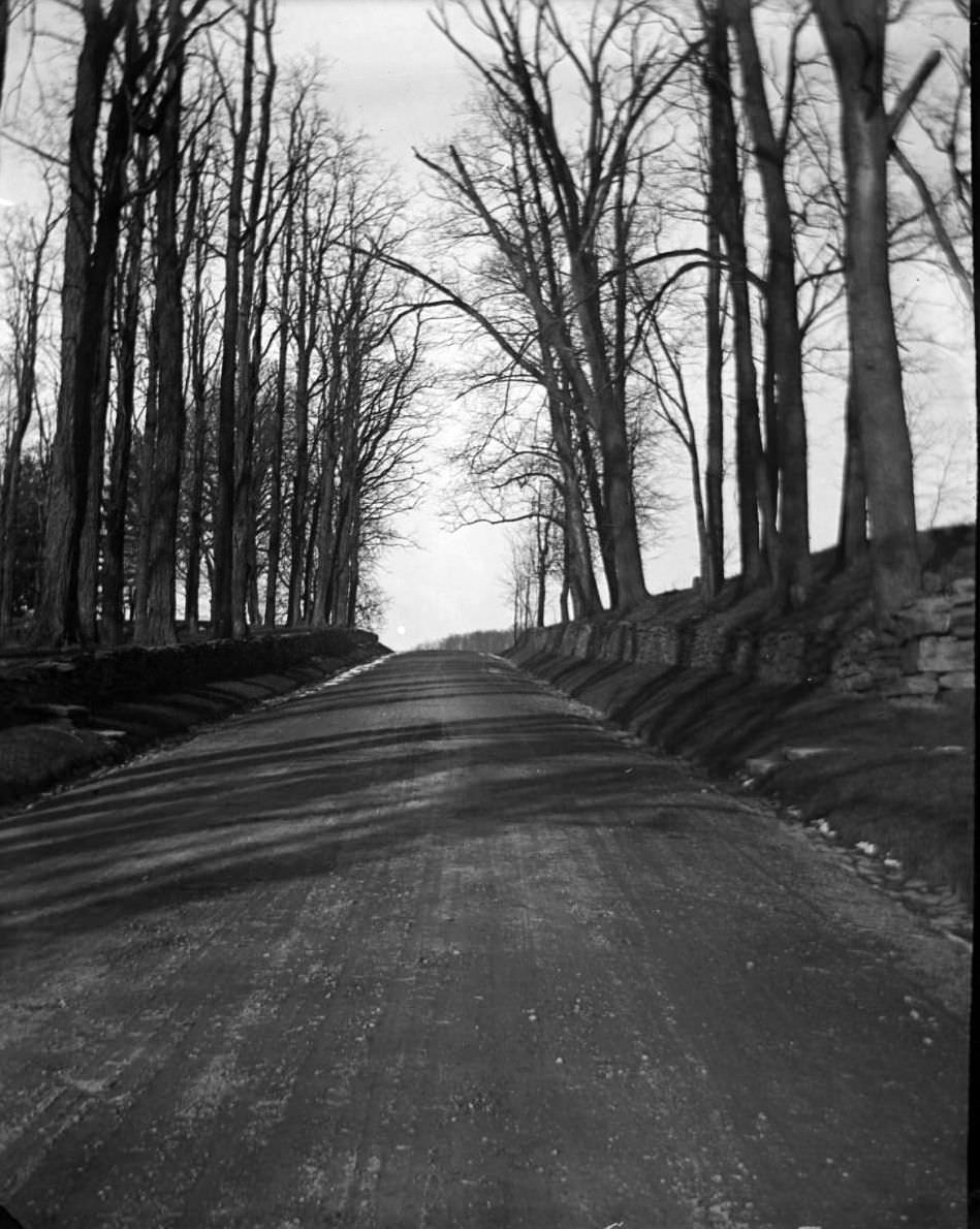 Tree-Lined Road, Van Cortlandt Park, 1902.