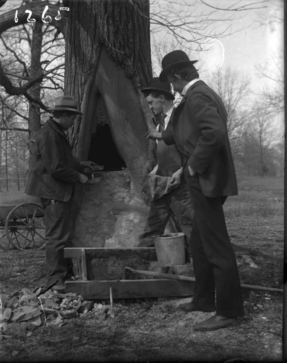 Nurserymen Filling A Tree Cavity With Stones And Mortar At The Bronx Zoo, Bronx.