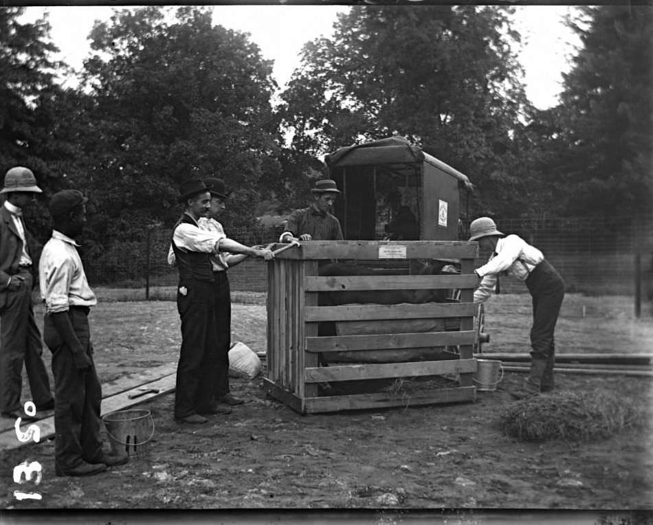 Animal Arriving Via American Express At The Bronx Zoo, Bronx.