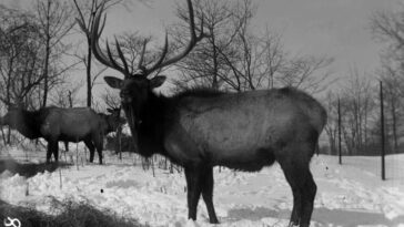 The Bronx Zoo 1890S