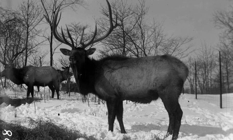 The Bronx Zoo 1890S