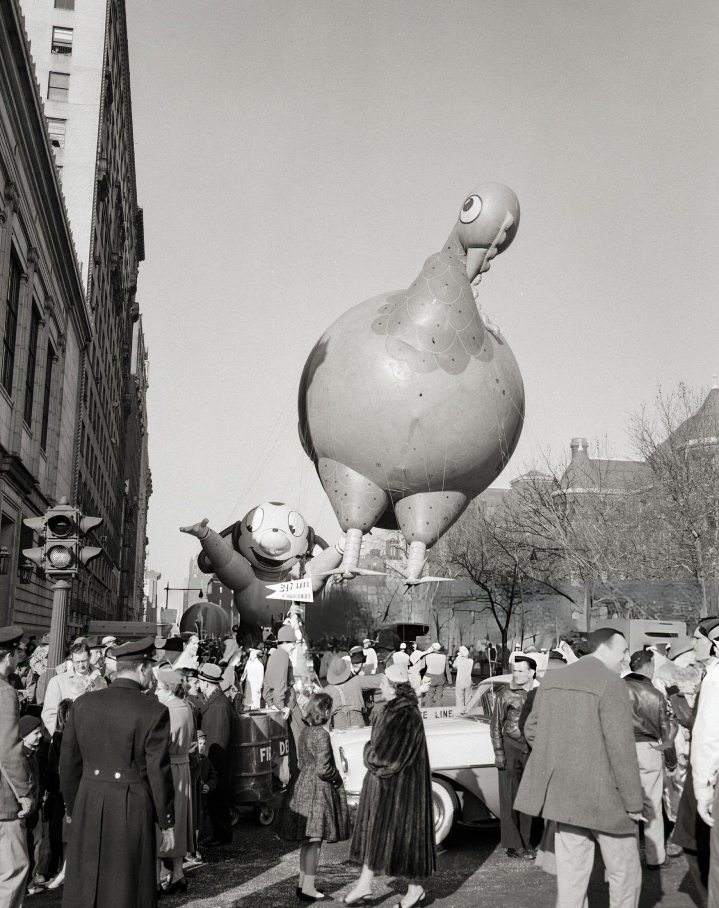 A Large Balloon Of A Thanksgiving Turkey Is Led Down The Street During The Macy'S Thanksgiving Day Parade In New York City, 1956.